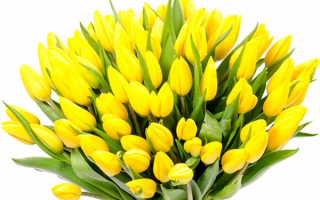 Желтые тюльпаны в большом букете