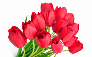 Красные тюльпаны букет
