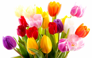 Тюльпаны букет