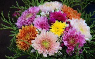 Букет разноцветных хризантем