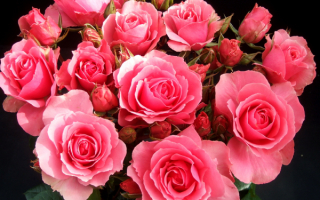 Букет розовых роз