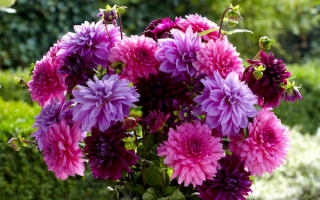 Красивый букет георгинов