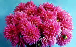 Розовые георгины в букете