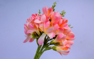 Букет розовых фрезий