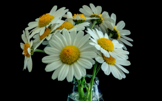 Букетик ромашек