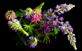 Букетик люпинов