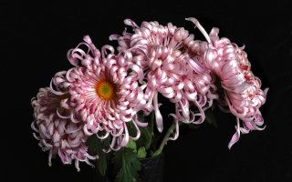 Букетик хризантем