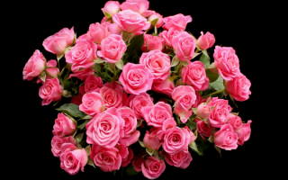 Большой розовый букет