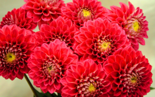 Букет красных георгин