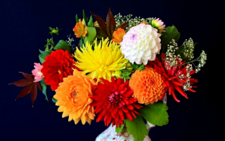 Букет разноцветных георгин