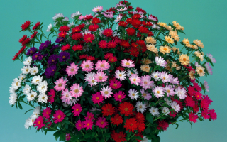Букет разноцветных хризантем