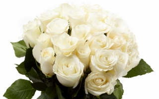 Букет белых роз