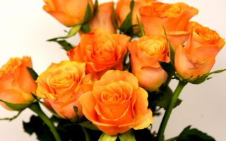 Букет оранжевых роз