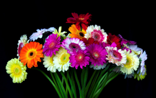 Букет разноцветных гербер