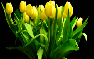 Желтые тюльпаны букет