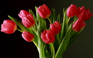 Красные тюльпаны в букете