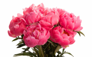Букет розовых пионов