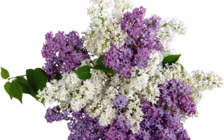 Белая и лиловая сирень в букете