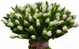 Большой букет белых тюльпанов