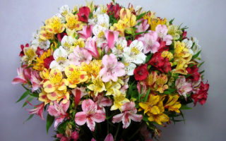 Букет альтстромерии
