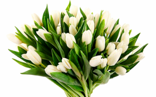 Букет белых тюльпанов