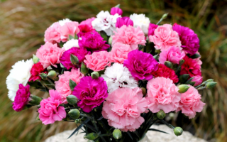 Букет гвоздик