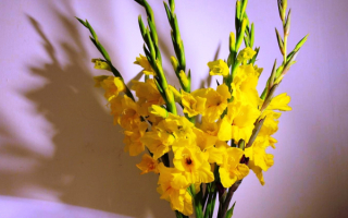 Букет желтых гладиолусов