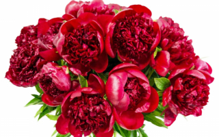 Букет красных пионов