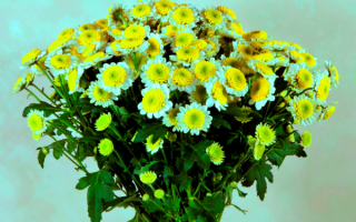 Букет кустовых хризантем