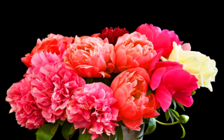 Букет разноцветных пионов