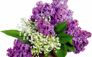 Ландыши и сирень в букете