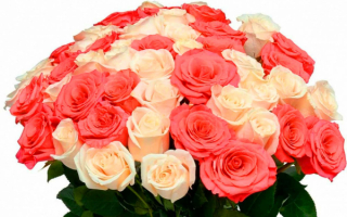 Букет красных и кремовых роз