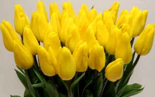 Большой букет желтых тюльпанов