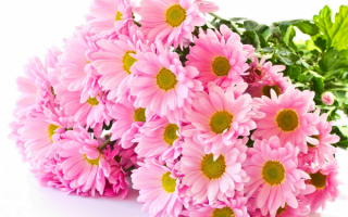 Буке розовых хризантем