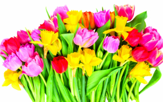 Букет весенних цветов