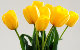 Букет желтых тюльпанов