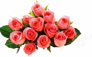 Букет красивых роз