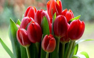 Букет красных тюльпанов