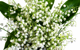 Букет ландышей