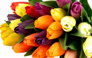 Букет разноцветных тюльпанов