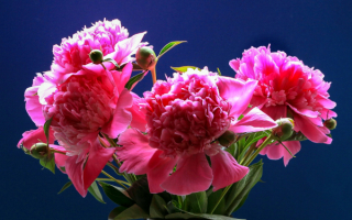 Букет розовых пионов