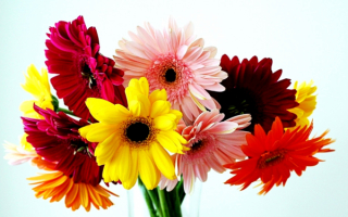 Букетик разноцветных гербер