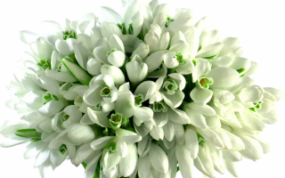 Белый букет цветов