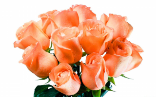 Букет красивых роз