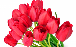 Букет красных тюльпанов