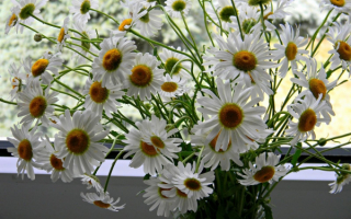 Букет ромашек