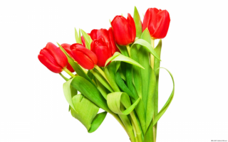 Букетик красных тюльпанов