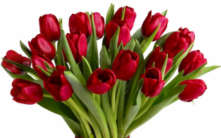 Тюльпаны в букете