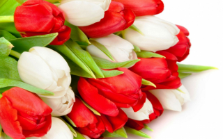 Тюльпаны красные и белые в букете