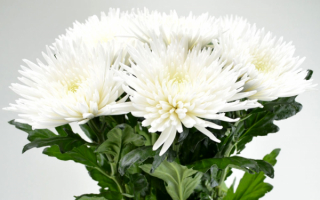 Букет белых хризантем